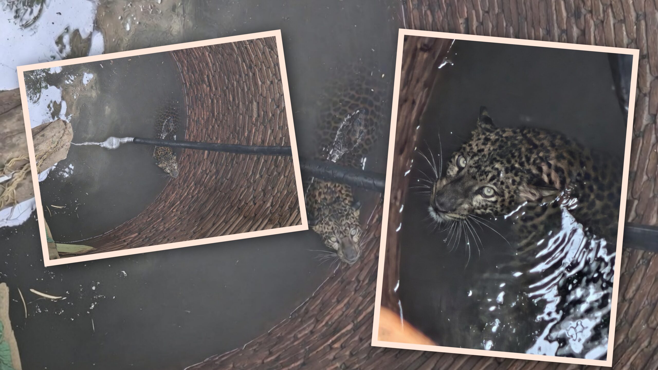 Latest News Tapi : ડોલવણના કુંભીયા ગામે કૂવામાં પડેલા દીપડાનું સફળ રેસ્ક્યૂ