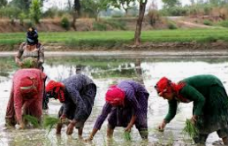 Latest News Tapi: તાપી જિલ્લાના ખેડૂતોને ખેતર અને પાકની સચોટ માહિતી આપવા કરાયો અનુરોધ